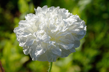 250 WHITE Cloud PEONY POPPY Papaver Peoniflorum Flower Seeds